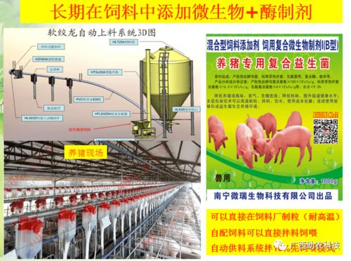 养猪专用复合益生菌 酶菌融合预消化技术的典范，引领低成本生态健康养殖新篇章