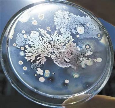 微观世界的艺术家 微生物的绚丽‘画作’