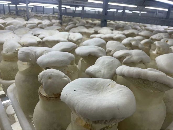 暑期三下乡 走进天吉龙生物科技，探寻白灵菇与生物菌种的共育密码